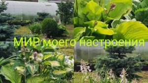 06.07.25Дача. После дождя.Планы по переменам в саду.