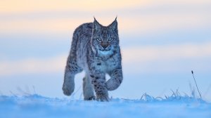 Черный список Битрикс24