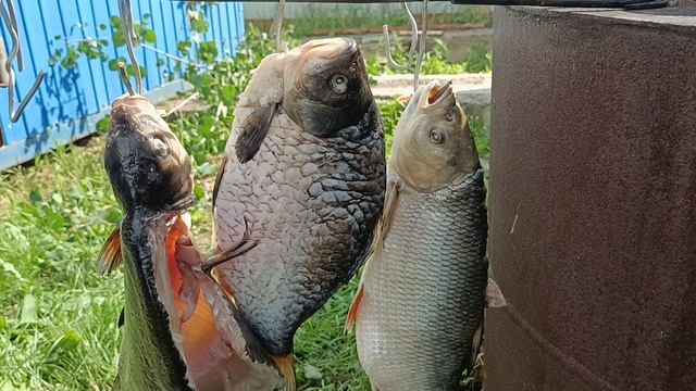 Немножко рыбы решил покоптить.