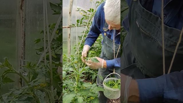 ТОМАТЫ - пасынки... паСЫНКИ.... ПАСЫНКИ...