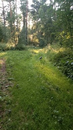 Гуляем🦅🌿
