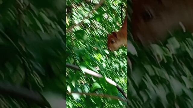 11.07.25. аншлаг белочек у кормушки