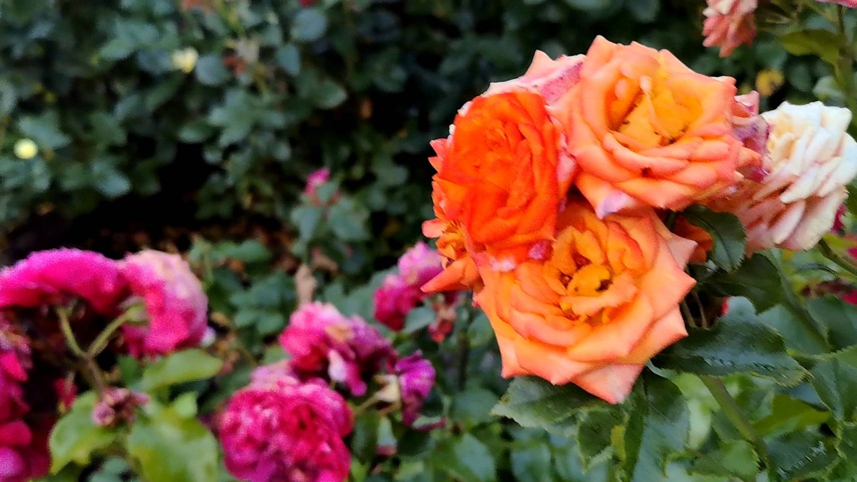 Цветущие розы возле Храма Священномученика Владимира в Свиблово в Москве смотреть онлайн