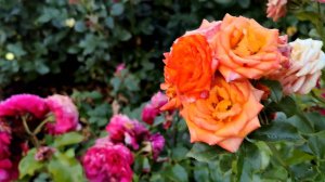 Цветущие розы возле Храма Священномученика Владимира в Свиблово в Москве