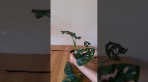Монстера Манки. Обрезка.