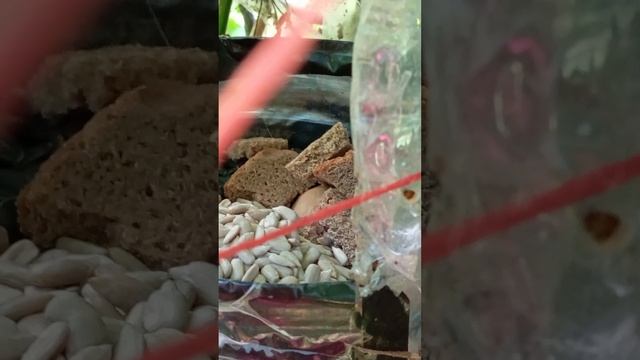 11.07.25. ... пополнила кормушки для белочек, синиц и воробьев
