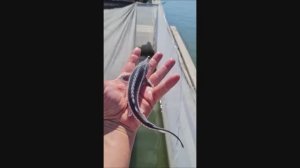 Рыбоводно-воспроизводственный комплекс "Раскат" в Астрахани.