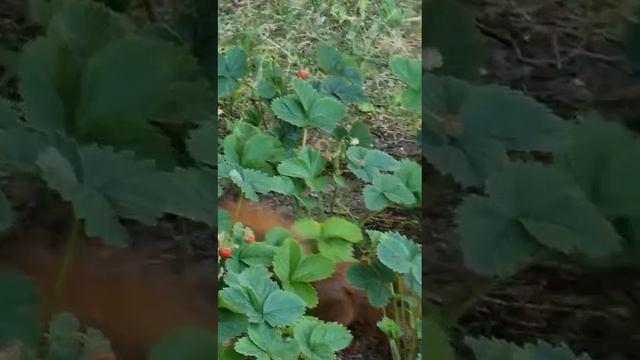 Белка в огороде лук мешать