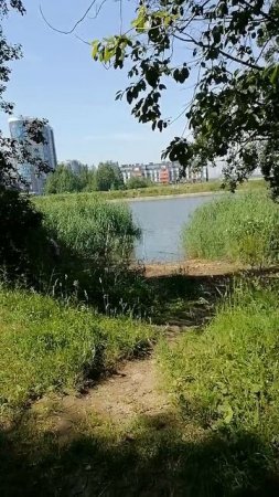 Лес