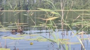 Мама утка 🦆 с утятами.
