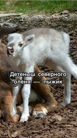 Подпишись, если узнал новое #природа #животные #animal