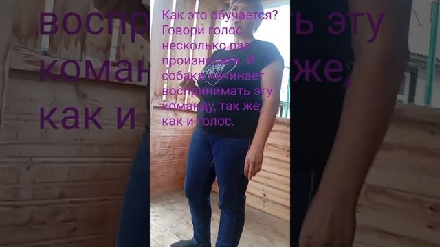как обучить собаку команде считай