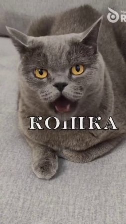 КОШКА