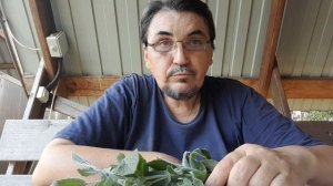 Про мяту. 12.07.25