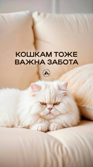 Кошкам тоже важна забота