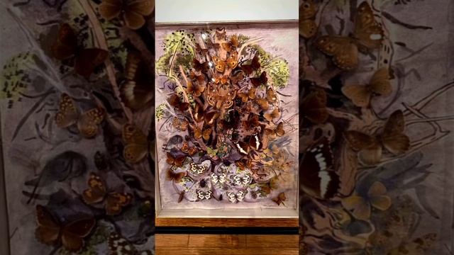 Музей бабочек в Сен- Тропе.