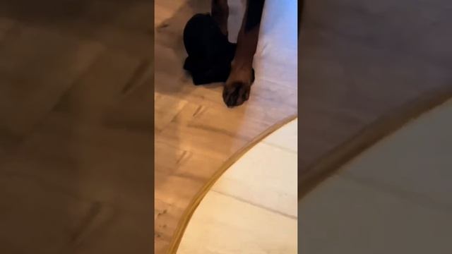 Животные приколы и не только