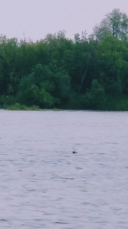 12 июля 2025. Поймали каменушку в реке Ола. Дождь рыбалке не помеха!🐟🎣💙 #nastikae #fishing #рыбал