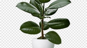 Фикус Валера