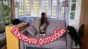 Поклеила фотообои.