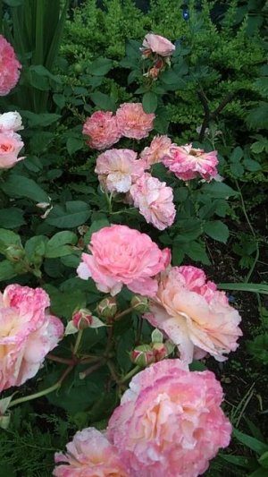 Розы которые меня очаровали 😍 Роза АВГУСТА ЛУИЗА!🔥🌹