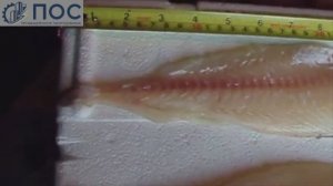 Шкуросъемная машина Baader 51 восстановленная на нашем производстве в Подольске.