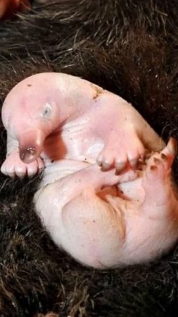 Детеныши животных #животные #animal #дети