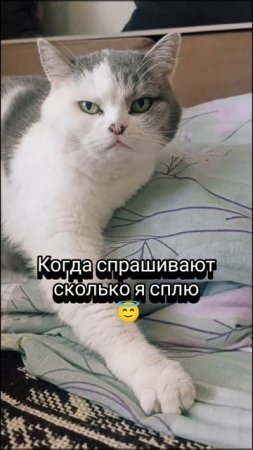 Кошка "Даша" и сон🐱