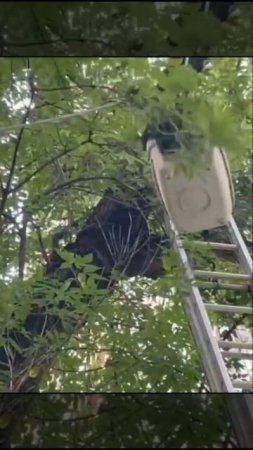 🐈Котёнка-крошку сняли с дерева под чутким руководством его мамы🐈
