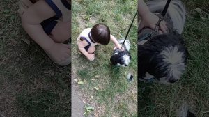Ши-цу по имени Марик. Для меня сегодняшний день стал откровением, у них оказывается не шерсть, а вол
