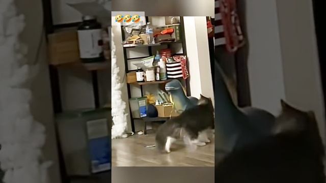 Животные приколы и не только