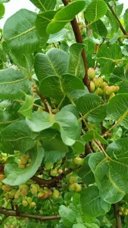 Иранская фисташка Акбари возраст дерева 6 лет | Small Garden's