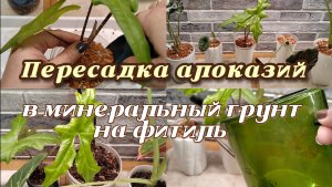 ПЕРЕСАДКА алоказий В МИНЕРАЛЬНЫЙ грунт на ФИТИЛЬ