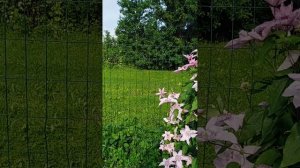 12-07-2025про цветы