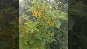 плохо живём Размышления на тему коров и запаха навоза