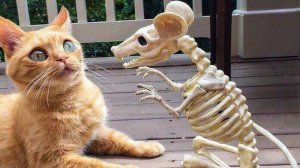 ПРИКОЛЫ С ЖИВОТНЫМИ ДО СЛЕЗ #101 Смешные КОТЫ И СОБАКИ  Приколы
