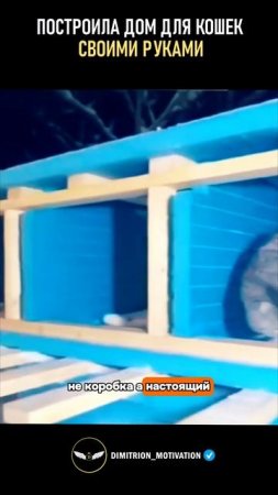 Построила дом для кошек своими руками и спасла их #чудо