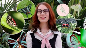 Самые удивительные крылья бабочек (2 часть)