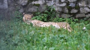 Гепарды. Эстер отдыхает, а Кода прогуливается 10.07.2025