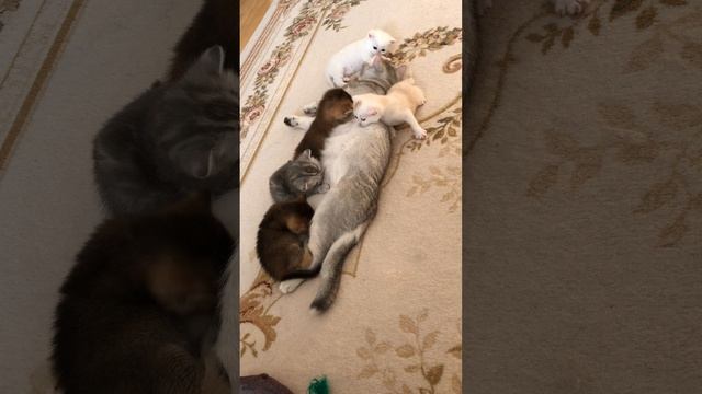 Котятам кошки Кайли 27 дней.