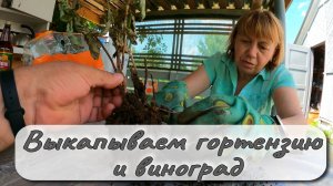 ВЫКАПЫВАЕМ ГОРТЕНЗИЮ И ВИНОГРАД