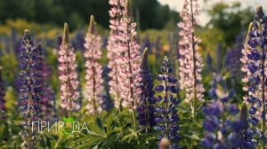 Люпин, Lupinus