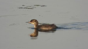 Птенец Поганки Красношейной, наблюдение птиц в Новгородской области, 12 июля 2025