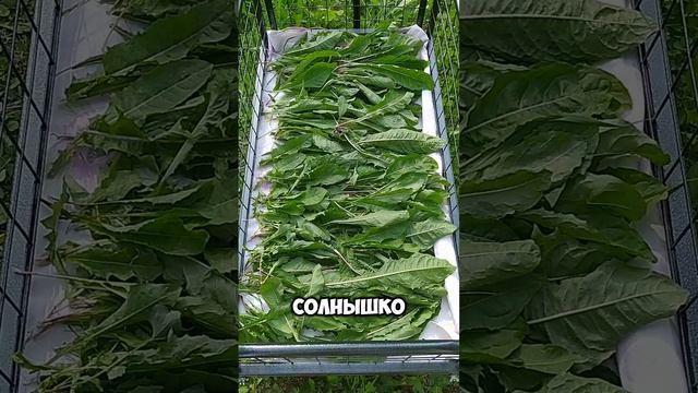 АЛЬТЕРНАТИВА ЯБЛОК | ЧЕМ Я ПЛАНИРУЮ РАЗНООБРАЗИТЬ РАЦИОН ШИНШИЛЛ