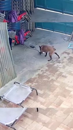 Умная собака пожарный!