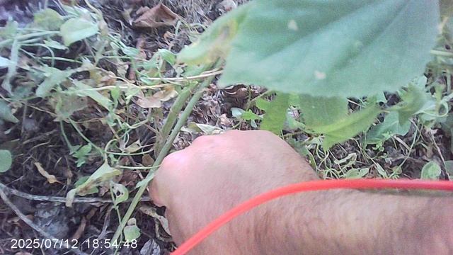 Экспериментальный поиск растительного электричества: измеряю сорняк