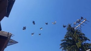 Николаевские голуби  жара 38