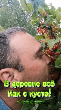 КАК С КУСТА! ЯГОДАРЕЗКА В ДЕЙСТВИИ! #юмор #ягоды #деревня #деревенскаяжизнь #смородина