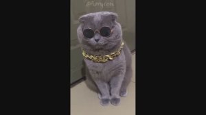 Смешные Коты #19