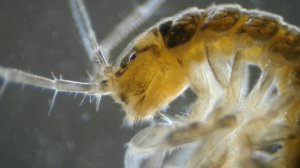 Отлов рачков в подводной пещере озера Тосканка